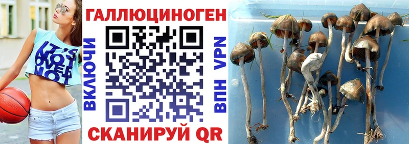 Купить  Макушино  Галлюциногенные грибы мухоморы 